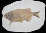Nice Phareodus Fish Fossil - Visible Teeth #31471-1